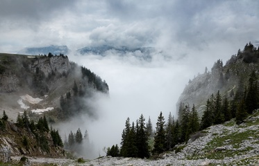 Fototapeta Leśna Mgła