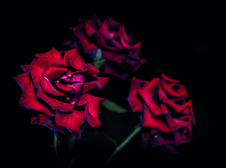 Fototapeta  Czerwone Róże