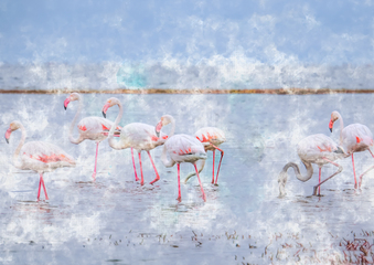 Flamingi 3