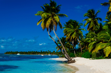 Caribbean beach with palms
